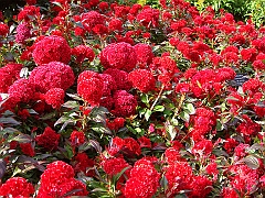 197 Longwood Gardens [2008 August 23]